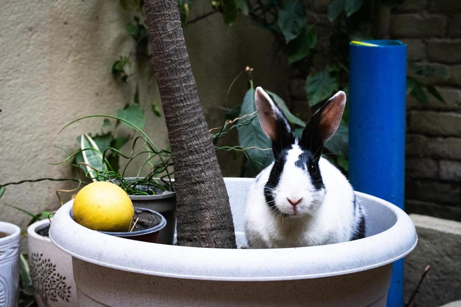 The Melo Pomelo Courtyard. Catmandu Exterior foto